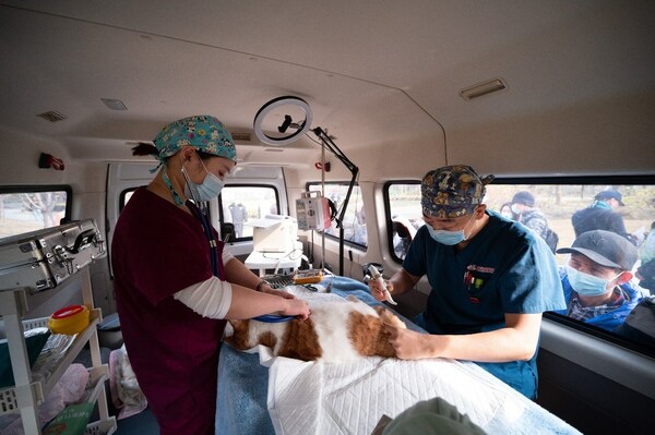 皇家助力政府TNR流浪猫绝育救助项目