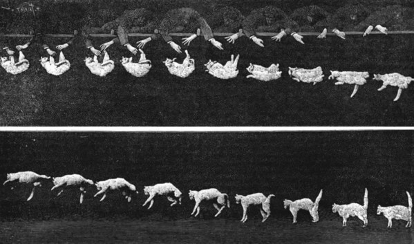 马雷 1894 年摄影作品《下落的猫》