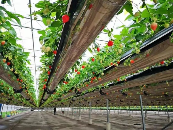 15亩空中草莓园使用可升降栽培床、数控化营养液循环系统与精准施肥系统的新型培育方式，令土地利用率提高约40%，高光合作用且无地面尘土、无虫害污染也极大提升草莓品质。