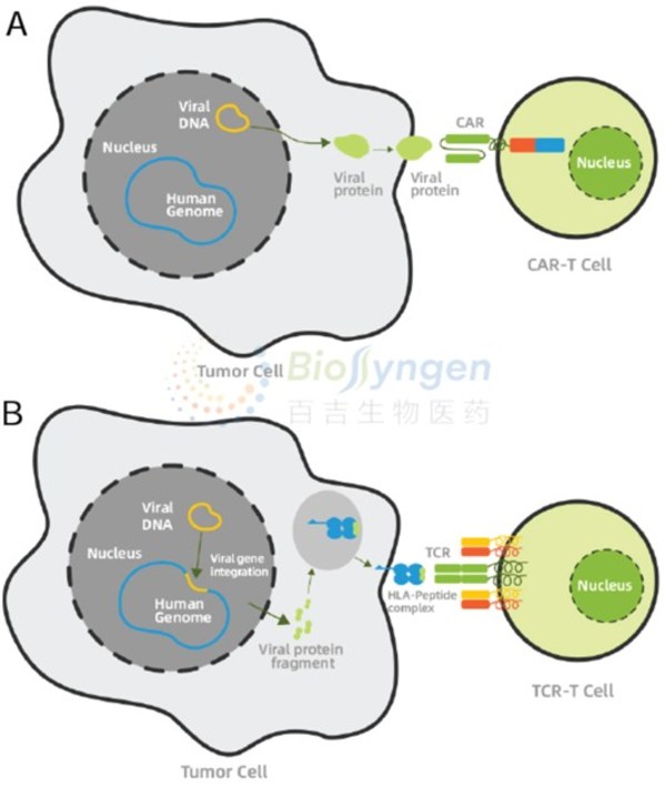 百吉生物具有独特的针对EB病毒相关癌症的CAR-T （图A）和 TCR-T（图B） 技术，通过靶向病毒相关抗原，特异性杀伤肿瘤细胞。