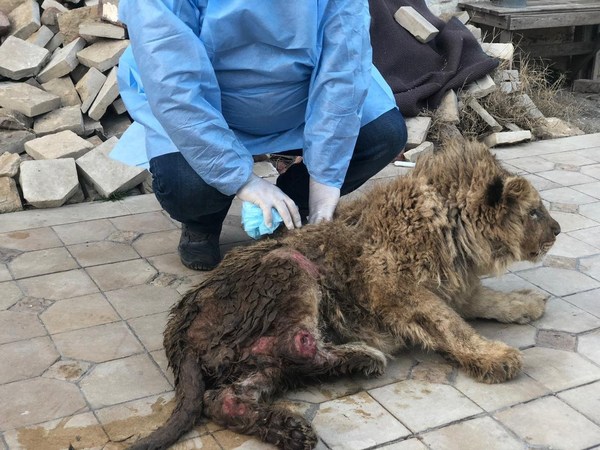 这只名叫辛巴的小狮子之前受过虐待，在俄罗斯首次被动物权益保护者解救时濒临死亡。他全身长满了疮，腿也断了。